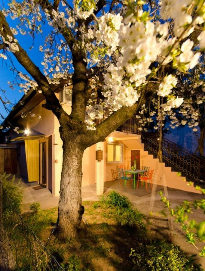 Cherry Tree Art House Belgrad Exteriör bild